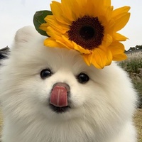 草莓味频道